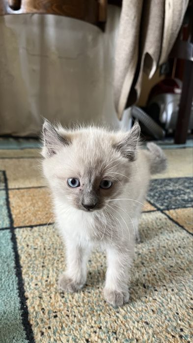 Американский керл