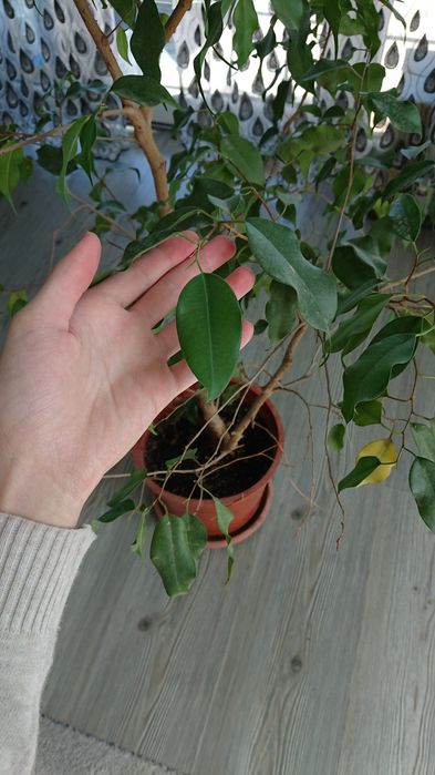 Большой фикус Бенджамина