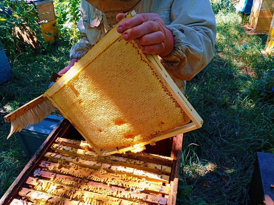 Продам натуральный МЁД