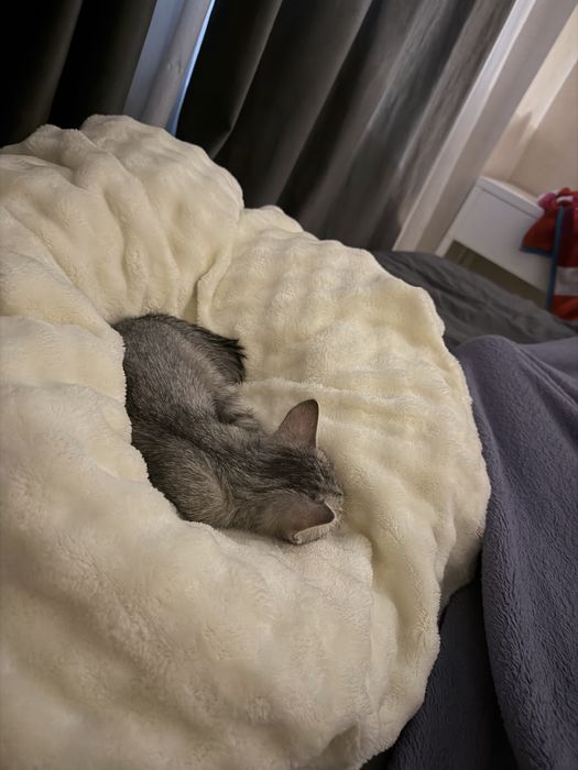 Отдам котенка даром