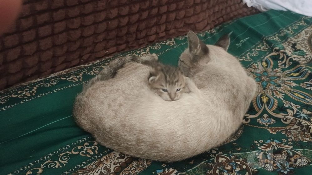 Потерялась кошка