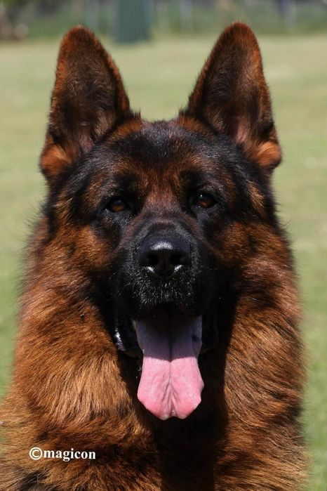 Ciobanesc german pui(mascul)