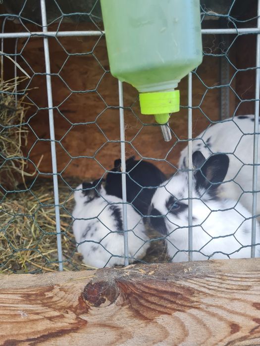 Vând iepuri fluture german