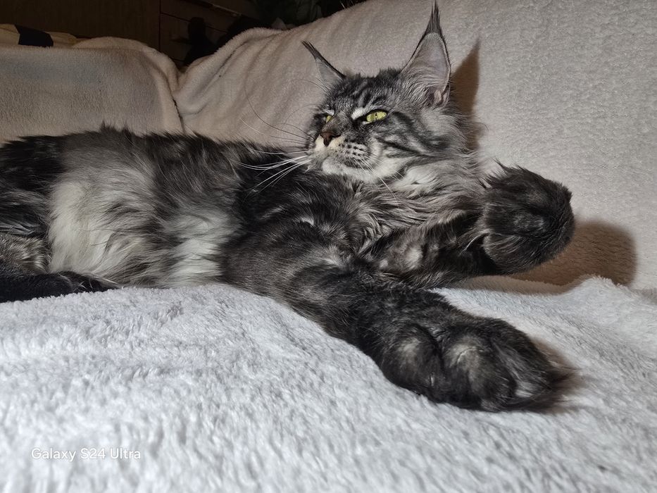 Maine coon Maine coon