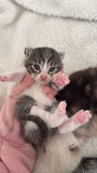 Отдаю котят, родились 31 марта