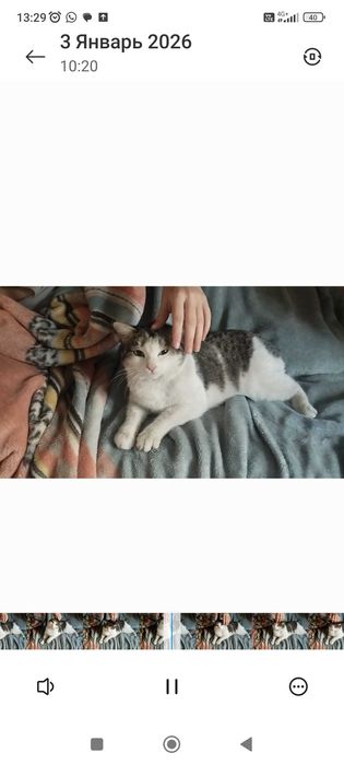 кошка в добрые руки