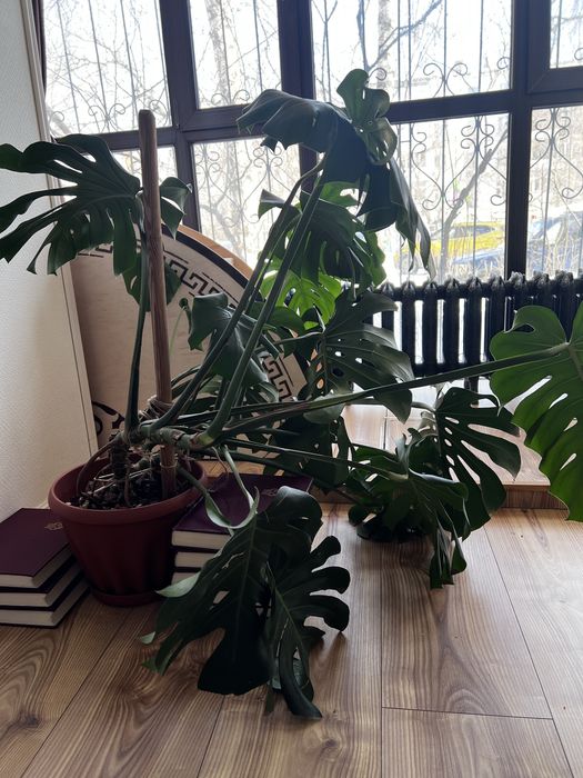 Продается Монстера комнатная большая