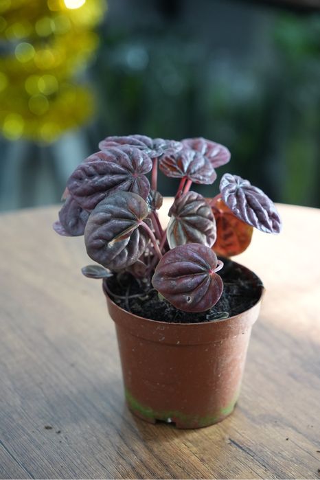 Пеперомия ред луна