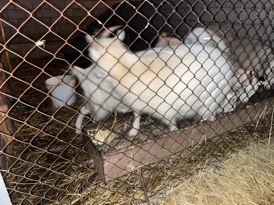 Пародный ешкілер сатылады, лақтарымен бірге