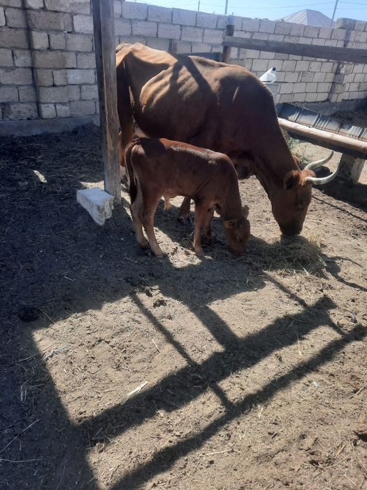 Бұзаулы сиыр сатылады