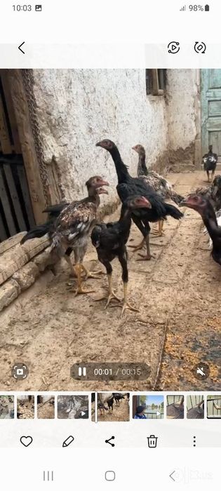 Dakan ishonchli zotlani jujalari har hil oyliklari bor
