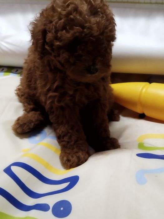 Той пудел родословен