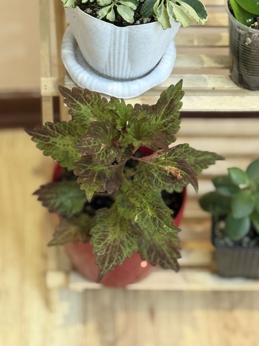 6 отростков за 6500 тенге