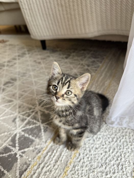 Продам Шотландских котят