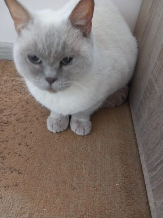 Британска късокосместа