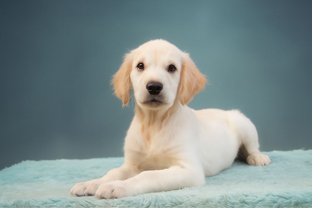 Золотистый ретривер