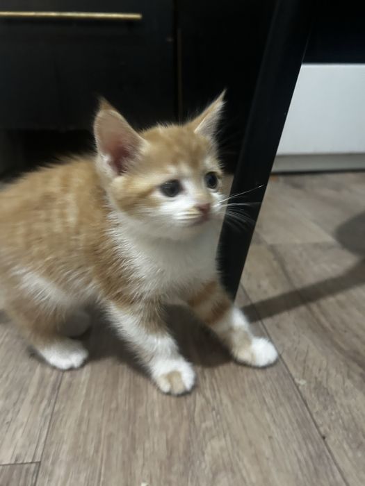 Бесплатно котенок