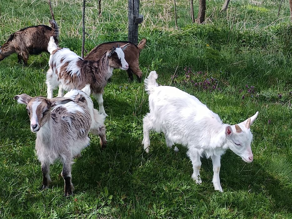 Disponibile Ieduțe+Țapisor