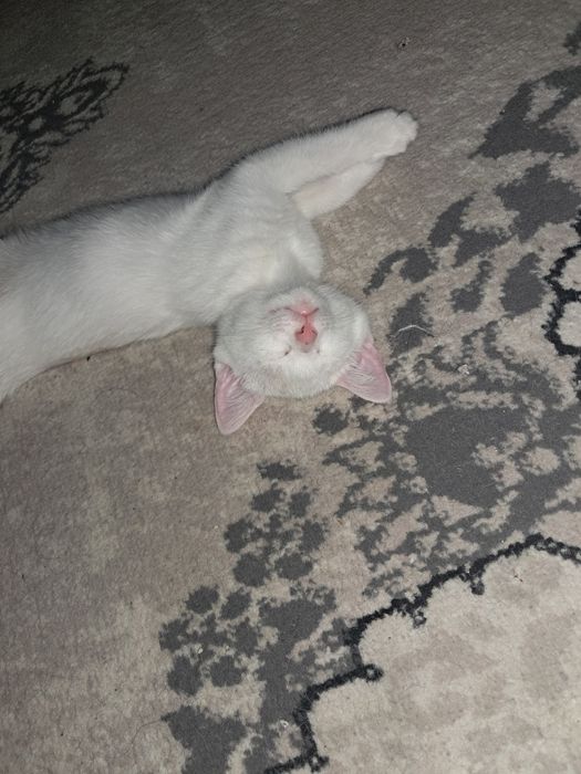Отдам котёнка, 3 месяца, мальчик. К лотку приучен.
