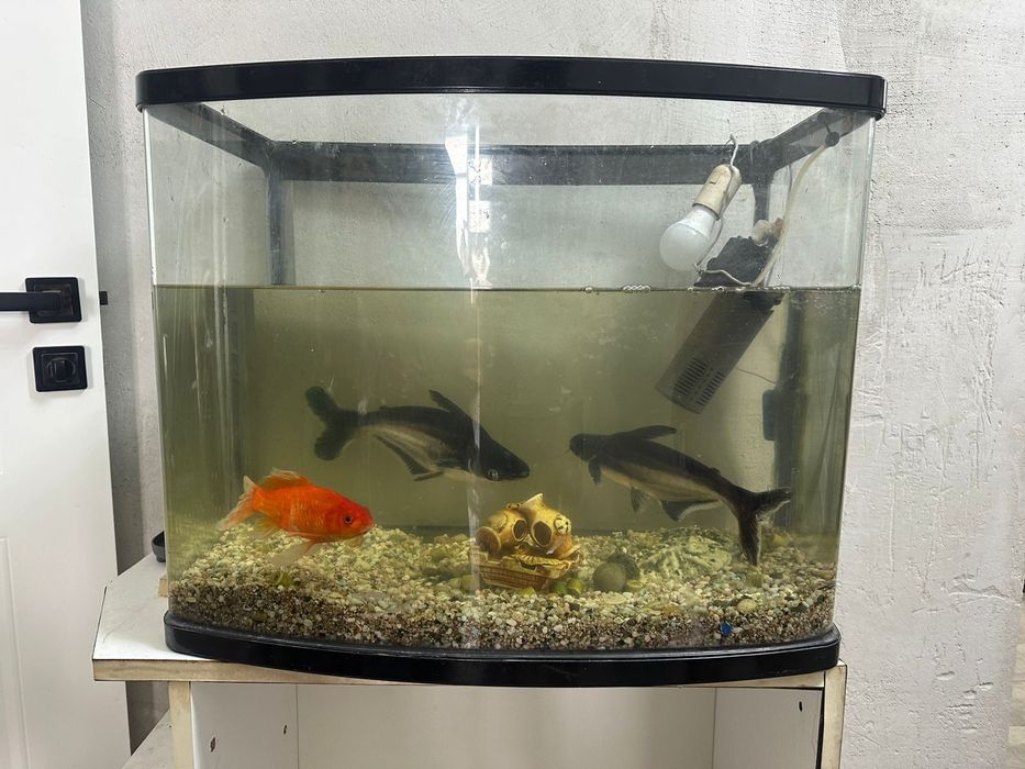 Рыба с аквариум с капресером полный комплект