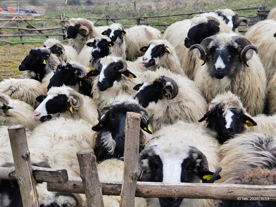 Oi , cârlani 50 bucăți