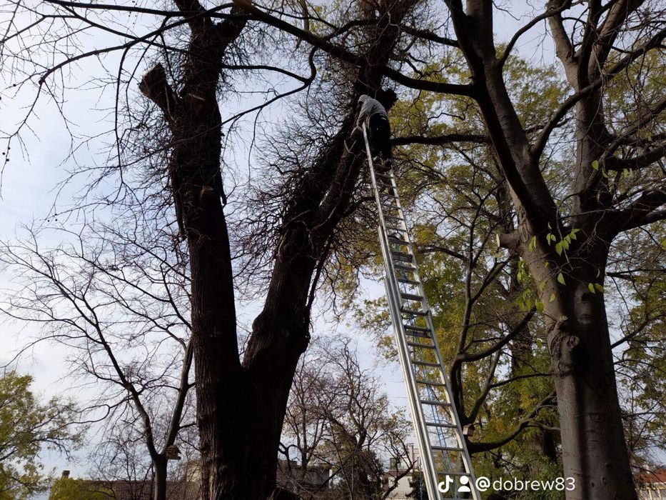 Рязане на високи опасни дървета