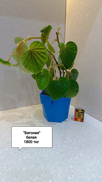 Цветы комнатные в горшках