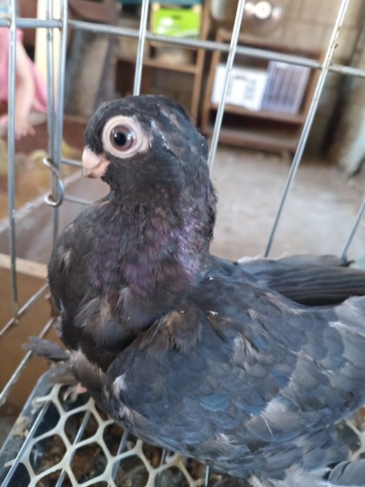 Родам голубку молодая