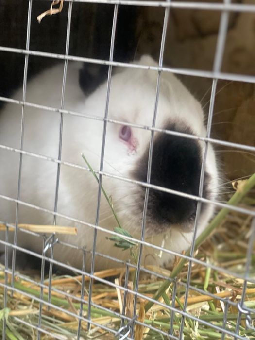 Кролики калифорния