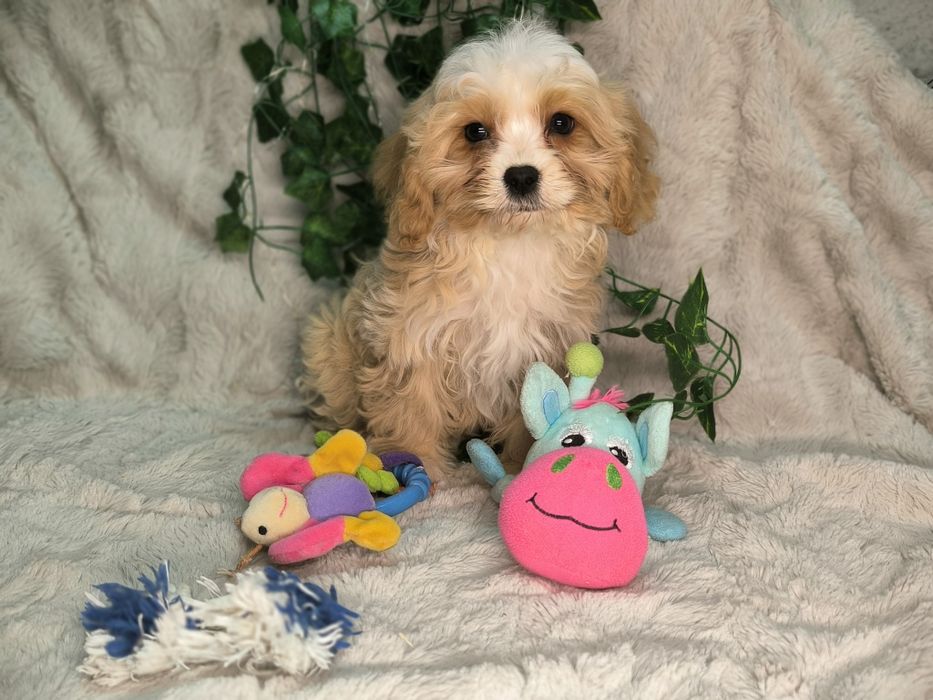 Vand baietel Cavapoo crem F1