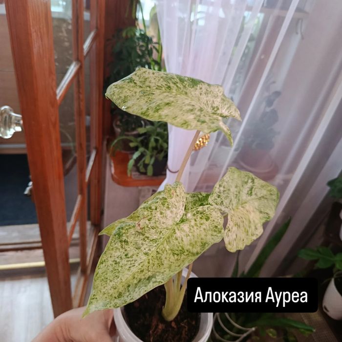 Большой выбор цветов .