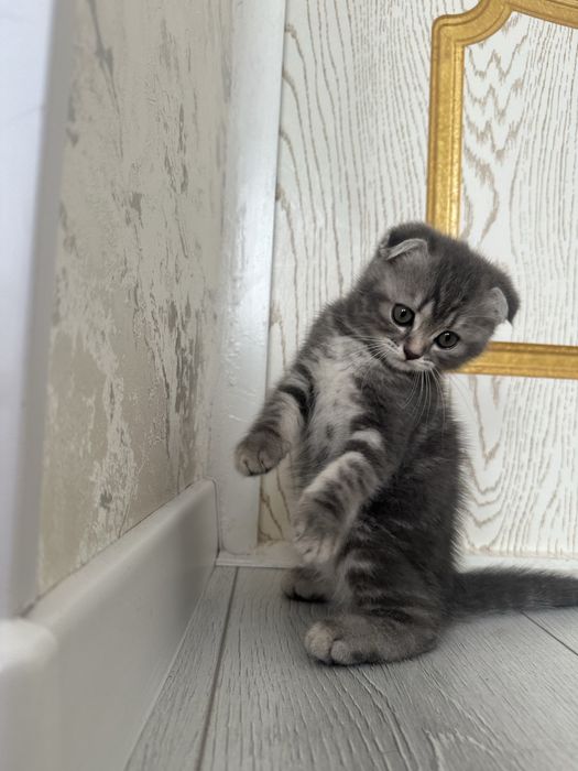 Scottish fold silver