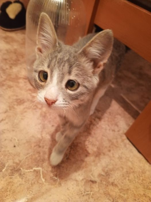Приблудился кот !