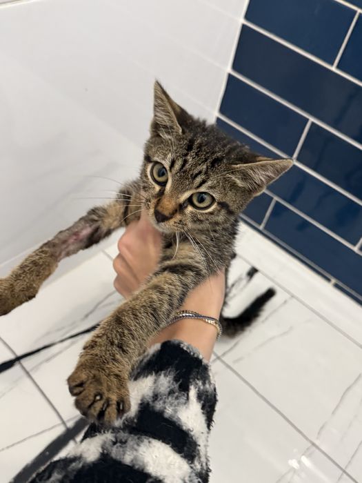 Pisica pt adoptie