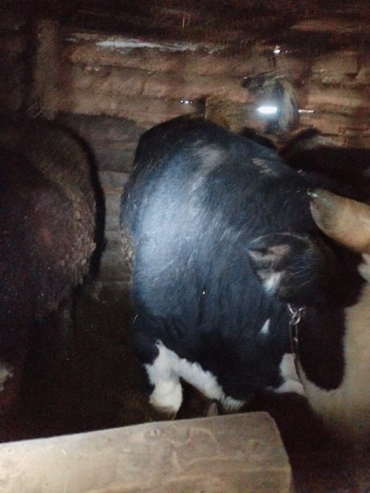 Продам бычков 15 головы с откорма