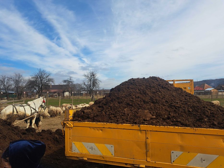 Gunoi putred de oaie de vânzarea