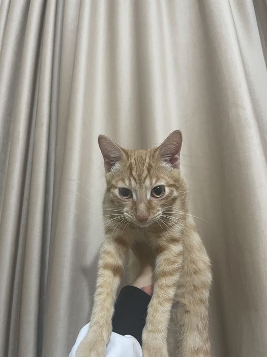 Отдам котенка мальчик в добрые руки
