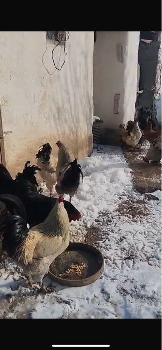 Қораздар бар пародасы жаксы !