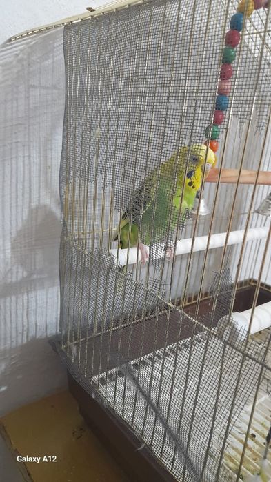 Продам волнистые попугая, девочка