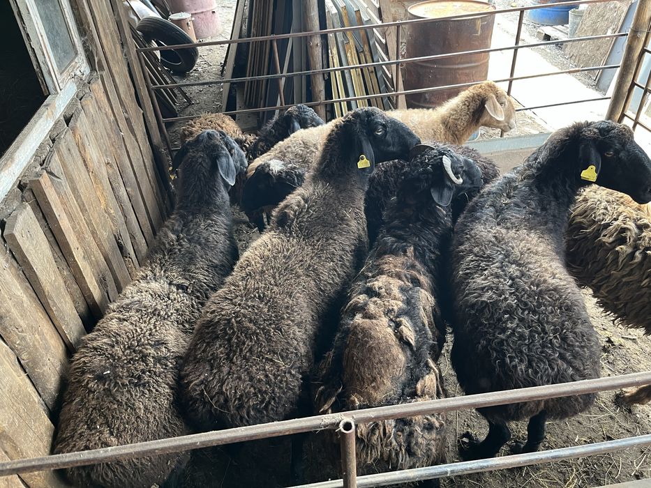 Продам баранов с откорма
