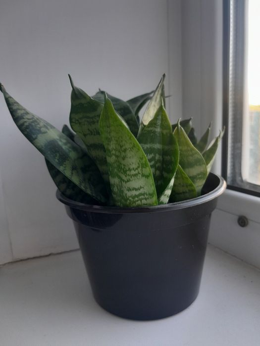 Комнатные растения