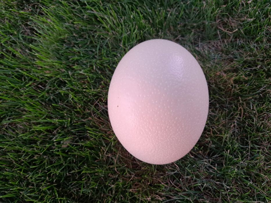 Vând ouă de struț proaspete, nefecundate