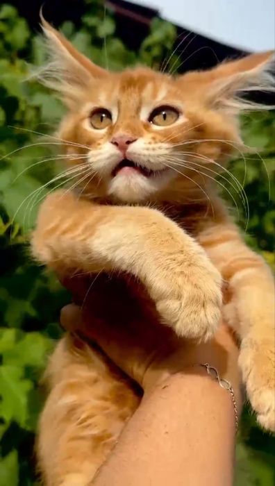 Котята Мейн Куны