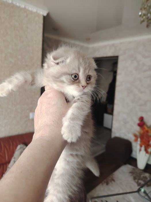 Шотландские котятки