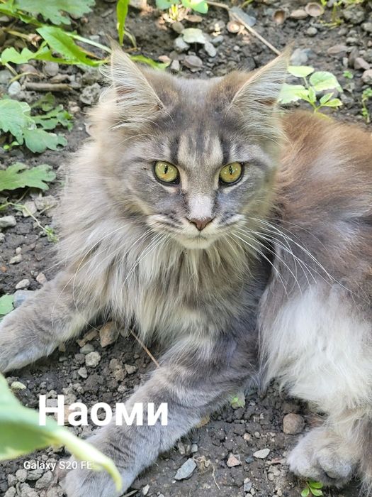 Продается кошечка породы МЕЙН-КУН.