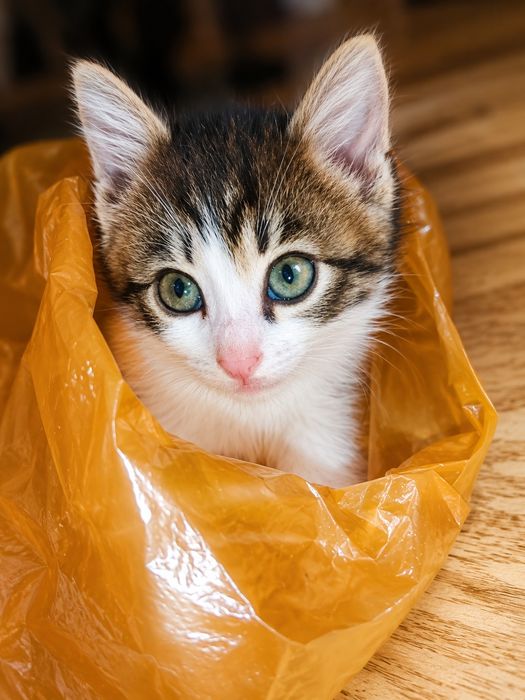 Котятки ищут своих мам