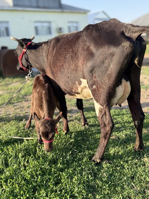 Бұзаулы сауынды сиыр