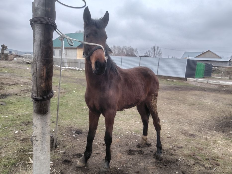 Продам жиребчика