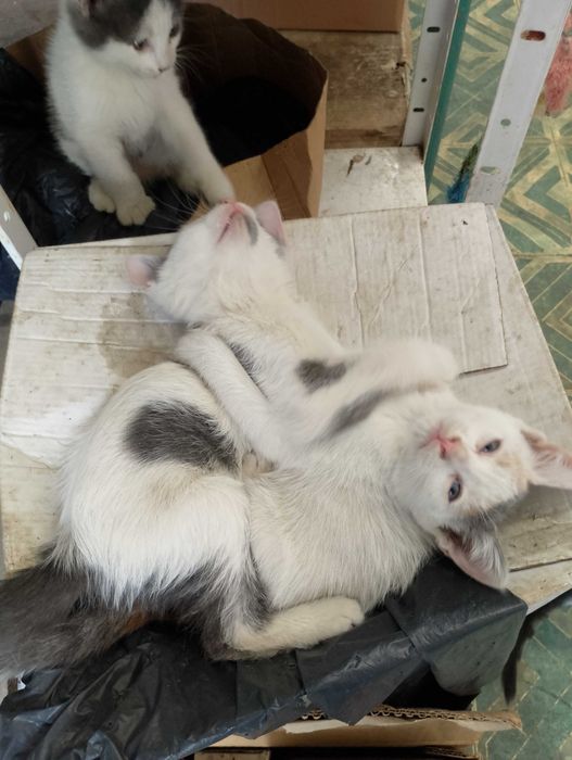 Подарявам малки котета