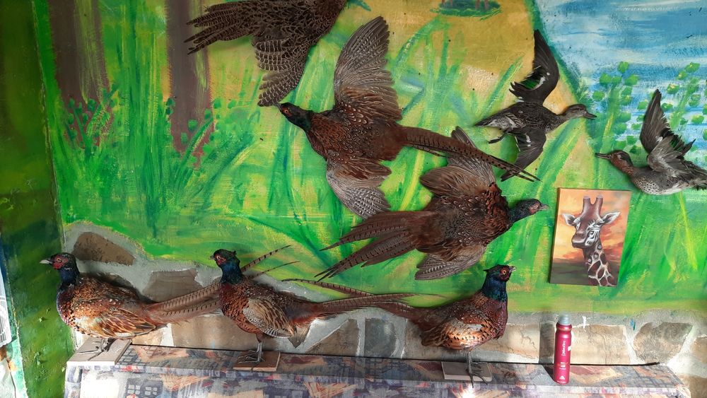 Препариране на животни!!! Имам готови птици!